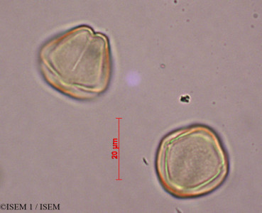ISEM 1/Retanilla_ephedra_28591/Retanilla_ephedra_28591_0001(copy)_thumb.jpg